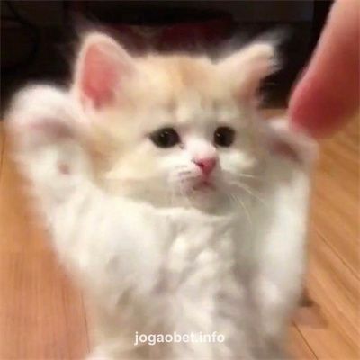 Avatar da usuária Fernanda